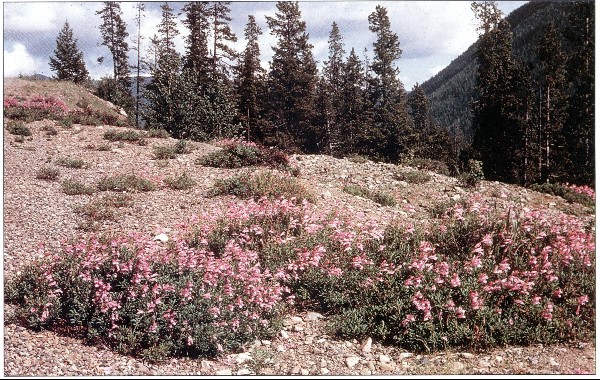 Penstemon fruticosus var. scouleri